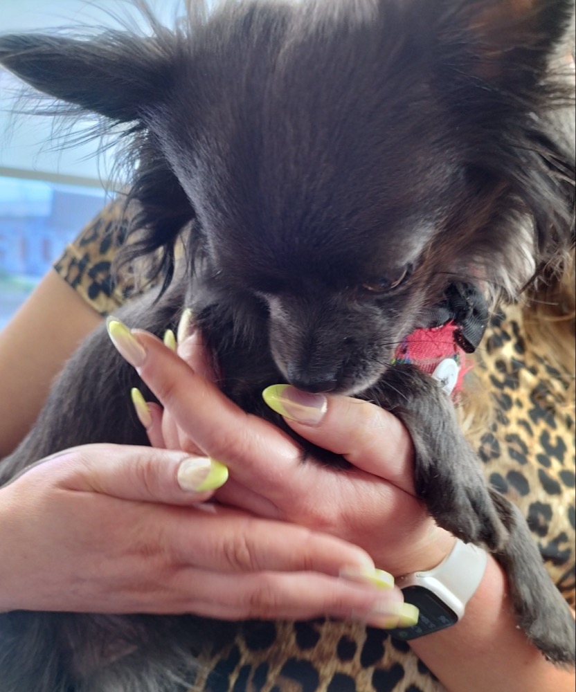 Soft lime French-tip nails holding MoiMoi the studio dog
