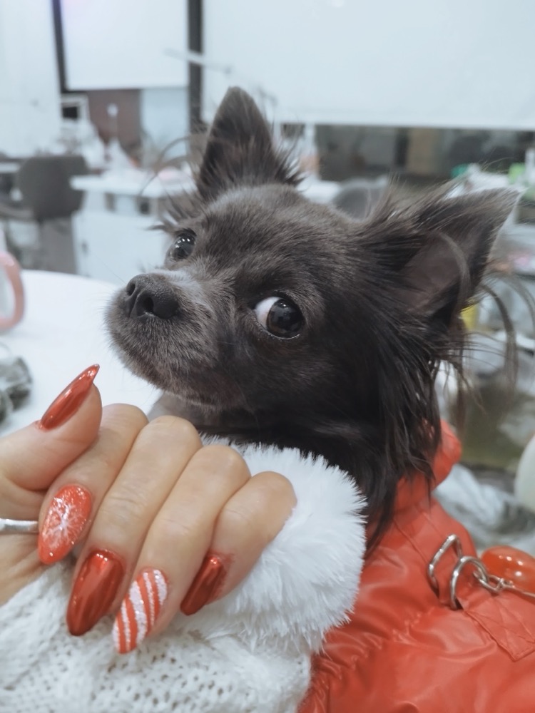 MoiMoi, the small long-haired studio dog at Wick Lane Nails, resting on a client's hand inside the salon
